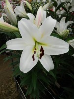 [5229 Pangea VZ No02.JPG]